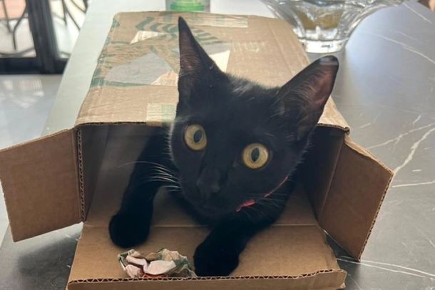 A gatinha Nina est&aacute; desaparecida desde a manh&atilde; da &uacute;ltima segunda-feira (10)