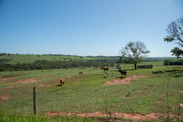 Atenção, a Campanha de Atualização dos Rebanhos do Paraná de 2024 termina neste domingo (30)