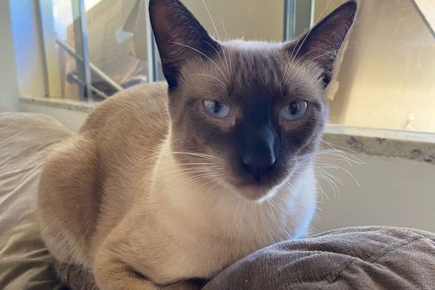 O gatinho Johnnie está desaparecido desde o último domingo (23), em Umuarama