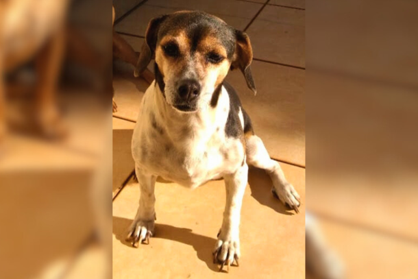 A cachorrinha é descrita como dócil e atende pelo nome de Moly