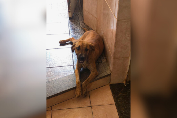 Auxilie nas buscas por Kiara entrando em contato com a dona, através do telefone (44) 98461-7934