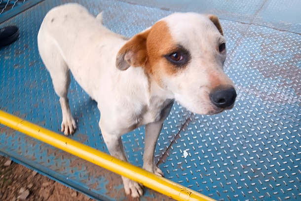 Conforme informado por umuaramense que encontrou o animal, é provável que a cadela tenha se perdido na região