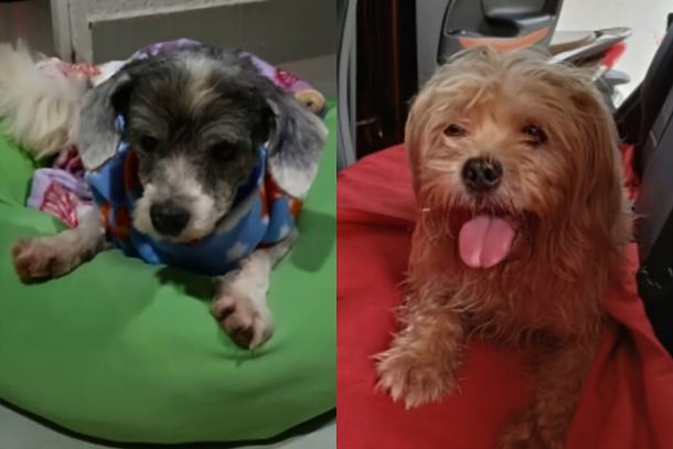 Os dois cachorros foram encontrados há cerca de 40 e 20 dias, respectivamente, e estão sob cuidados de moradora