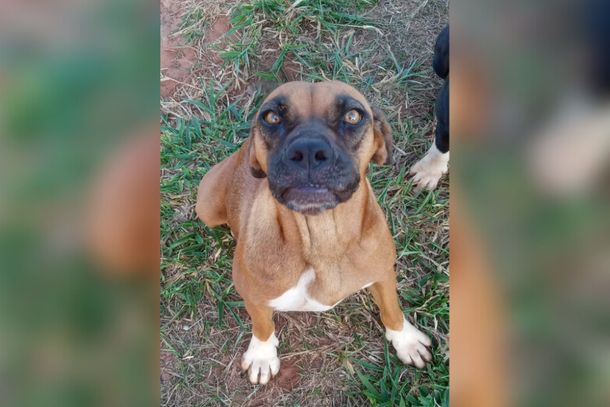 Segundo a tutora, há uma criança na família que tem sentido muito a falta do animal