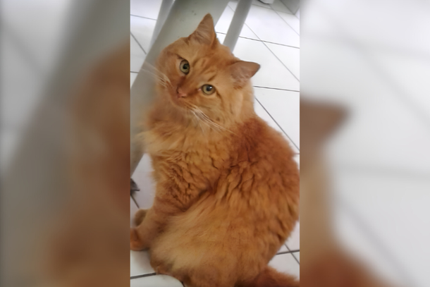 Ferrugem está desaparecido há 30 dias, dona do animal solicita auxílio para descobrir o paradeiro do felino