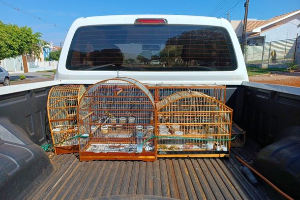 As aves foram encaminhadas para o viveiro do IAT em Campo Mourão e passarão por um processo de reabilitação até que possam retornar à natureza