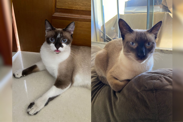 Recompensa estará sendo repassada a quem encontrar ou estiver com os animais