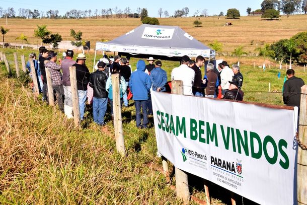 As formigas cortadeiras são consideradas uma praga perigosa, capaz de dizimar plantações, pastos e florestas inteiras