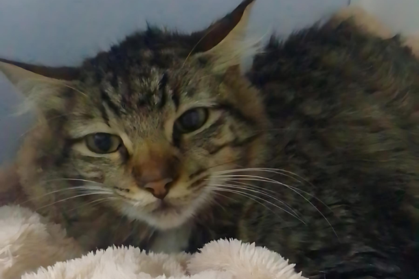 Para dar prosseguimento em sua melhora, Rajadinho precisa de um lar que o dê muito amor e carinho