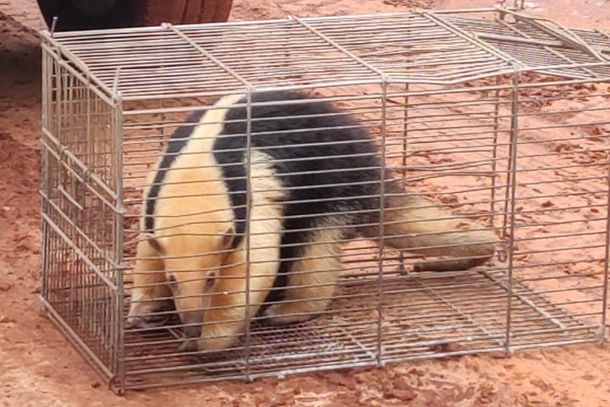 O animal apresentava boas condi&ccedil;&otilde;es f&iacute;sicas, o que permitiu uma abordagem segura e uma reabilita&ccedil;&atilde;o imediata