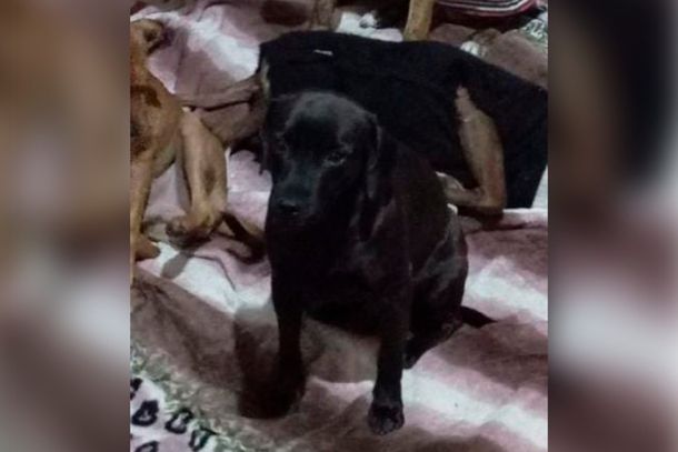 Blek é um cachorro macho, preto e de porte pequeno, que possui 3 anos de idade