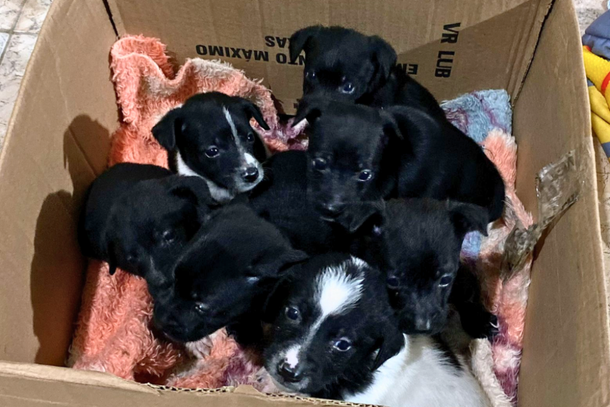 A umuaramense Lauana Francino adotou o animal e, agora, busca um lar para os filhotes, já que não conseguirá ficar com eles