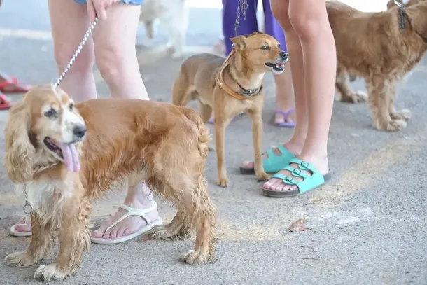 O tumor de mama representa 50 a 70% dos tumores presentes em cadelas, o terceiro entre as gatas e o diagn&oacute;stico precoce &eacute; essencial