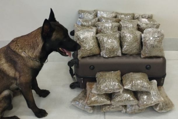 C&atilde;o Nero &eacute; um dos principais aliados da equipe, que n segue intensificando a fiscaliza&ccedil;&atilde;o nas rodovias e &aacute;reas estrat&eacute;gicas