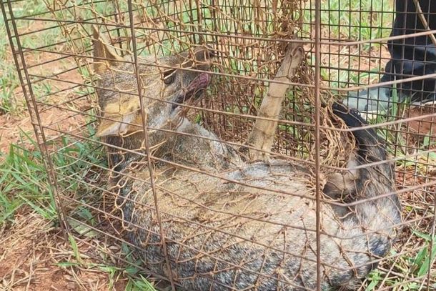 Capturado pela equipe do &oacute;rg&atilde;o ambiental, o animal, por estar saud&aacute;vel, foi devolvido prontamente &agrave; natureza