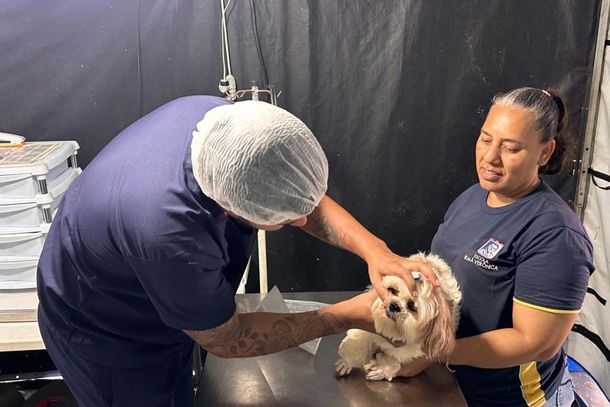 O programa j&aacute; beneficiou 24.444 animais, entre c&atilde;es e gatos, em 201 a&ccedil;&otilde;es