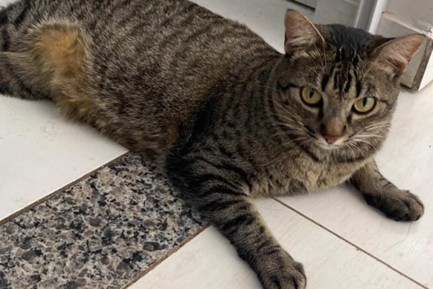 Qualquer informa&ccedil;&atilde;o &eacute; importante para que Luffy volte para casa em seguran&ccedil;a