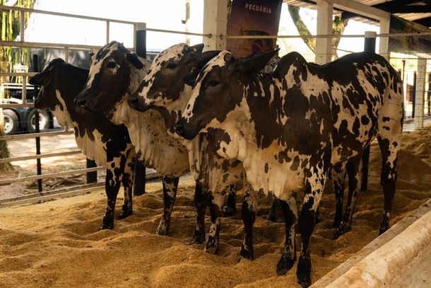 Causou sensa&ccedil;&atilde;o: Nelore pintado na Expo Umuarama 2025 chamou a aten&ccedil;&atilde;o do p&uacute;blico