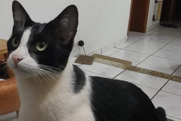 Como forma de incentivo, est&aacute; sendo oferecida uma recompensa de R$ 600 para quem ajudar a localiz&aacute;-lo