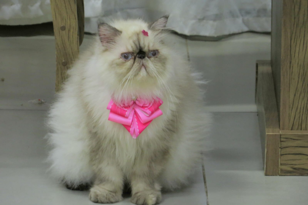 Danieli pede a colabora&ccedil;&atilde;o de quem encontrar a gata para que a devolva