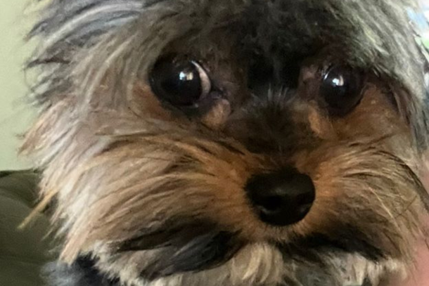 O animal &eacute; preto com marrom e n&atilde;o &eacute; castrado