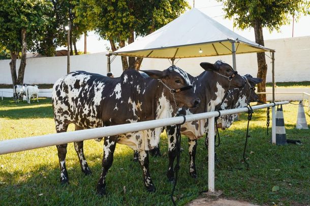 Animais avaliados em pista tendem a ganhar maior valoriza&ccedil;&atilde;o no mercado, ao mesmo tempo em que a pr&oacute;pria Expo Umuarama se fortalece como refer&ecirc;ncia