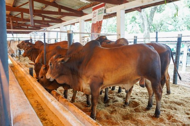 A ra&ccedil;a se destaca tanto na produ&ccedil;&atilde;o de carne quanto de leite