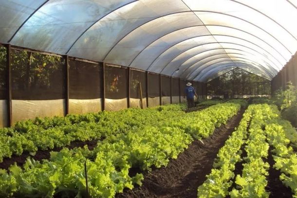 Semin&aacute;rios gratuitos mostram novas t&eacute;cnicas, manejo e cuidados para aumentar produtividade e qualidade de frutas e hortali&ccedil;as em estufas