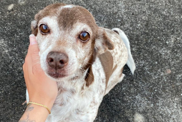 A pet &eacute; branca com pintas marrons, semelhantes a sorvete de flocos, e possui manchas maiores tamb&eacute;m na cor marrom