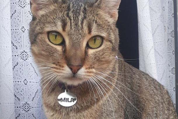 Qualquer informa&ccedil;&atilde;o &eacute; importante para que ela volte para casa em seguran&ccedil;a