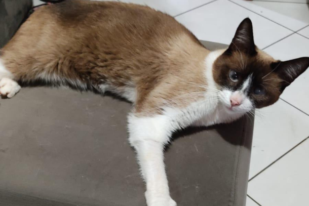 Mariana relata que Th&eacute;o &eacute; um gato manso, por&eacute;m n&atilde;o costuma se aproximar de qualquer pessoa