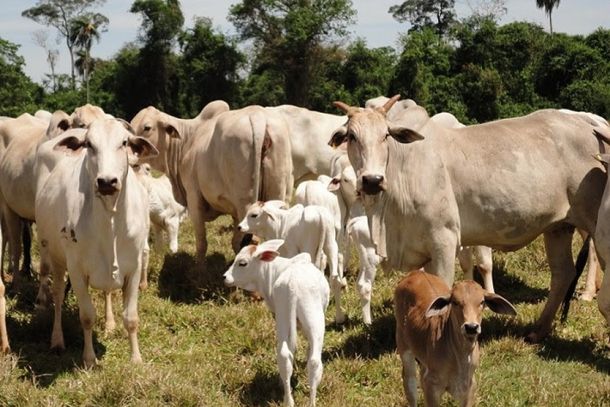 A campanha abrange bovinos, b&uacute;falos, caprinos, ovinos, su&iacute;nos, equinos, asininos, muares, abelhas, aves e peixes