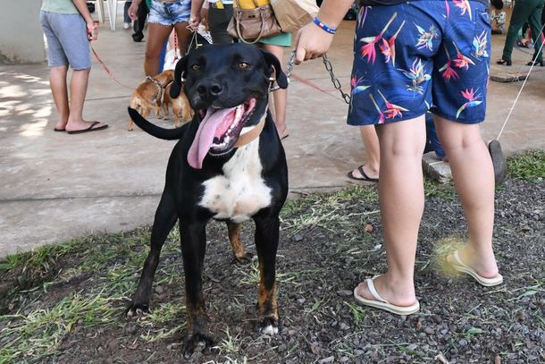 Os animais recebem microchip, roupa cir&uacute;rgica, cone de prote&ccedil;&atilde;o e toda a medica&ccedil;&atilde;o para a recupera&ccedil;&atilde;o, sem custos para o tutor