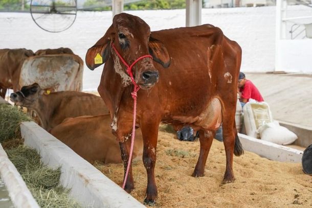 Para al&eacute;m do segmento leiteiro, a feira funcionar&aacute; como uma grande vitrine da biodiversidade pecu&aacute;ria regional