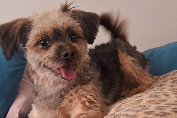 A expectativa &eacute; de que, com o apoio da comunidade, o animal seja localizado o quanto antes