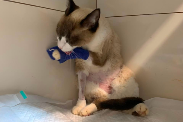 Devido &agrave; gravidade, foi encaminhado ao Hospital Veterin&aacute;rio da UEM, em Umuarama, onde segue internado