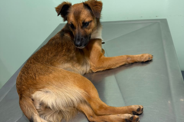 Ela est&aacute; ativa, d&oacute;cil, tem cerca de um ano e oito meses, pesa aproximadamente 10,8 kg e j&aacute; &eacute; castrada