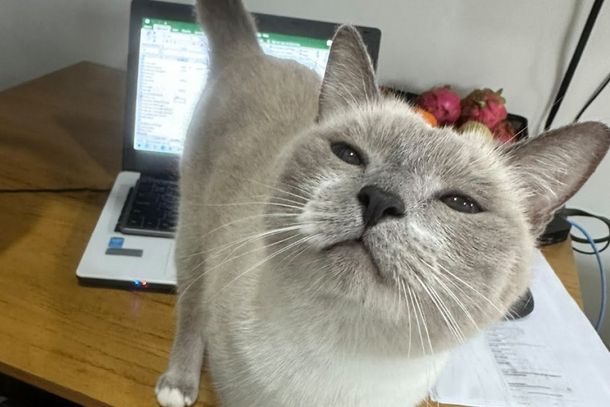 Gata Sofia reside nas imedia&ccedil;&otilde;es do hospital Uopeccan e Raf Hotel