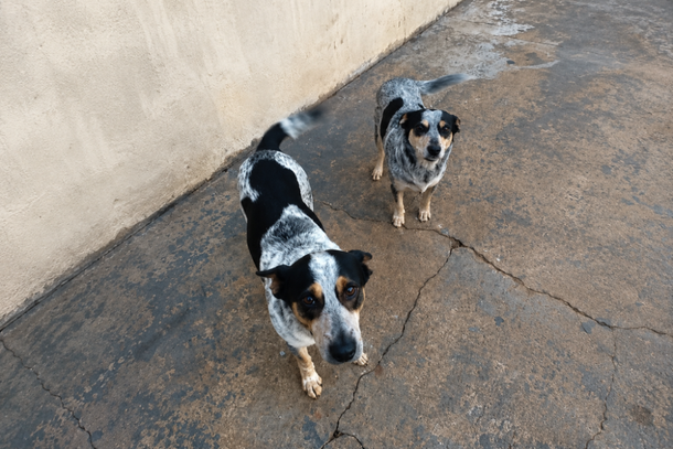  Qualquer informa&ccedil;&atilde;o &eacute; importante para que a dupla volte para casa em seguran&ccedil;a