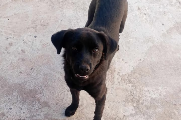 A tutora mora na rua Marechal C&acirc;ndido Rondon, na Zona VI, e busca qualquer informa&ccedil;&atilde;o que possa ajudar no reencontro