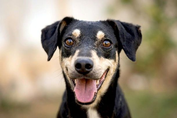 Feirinha possibilita a ado&ccedil;&atilde;o respons&aacute;vel de c&atilde;es e gatos sob a tutela da Saau