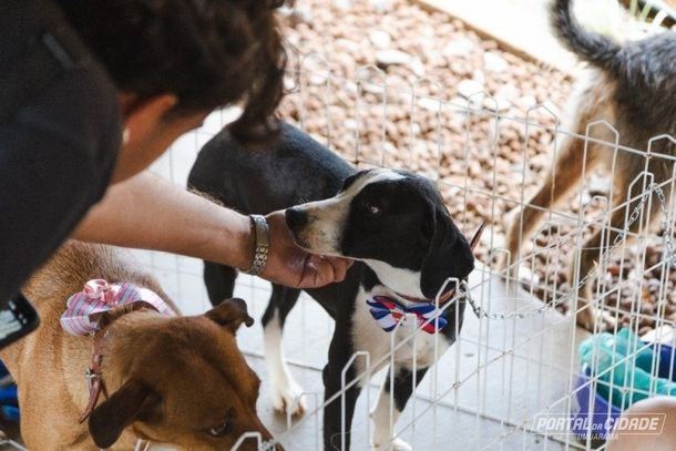 A a&ccedil;&atilde;o busca incentivar a ado&ccedil;&atilde;o respons&aacute;vel e oferecer um novo recome&ccedil;o aos animais resgatados