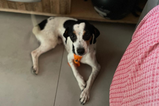 O c&atilde;o &eacute; vira-lata, de porte pequeno, com pelagem branca e manchas pretas