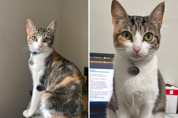 Qualquer informa&ccedil;&atilde;o &eacute; importante para que a gatinha volte para casa em seguran&ccedil;a