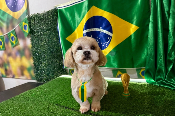 Qualquer informa&ccedil;&atilde;o pode ser importante para trazer Fof&atilde;o de volta para casa em seguran&ccedil;a
