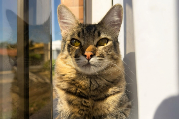 Uma caracter&iacute;stica que pode ajudar na identifica&ccedil;&atilde;o do gatinho &eacute; uma pontinha branca no final da cauda