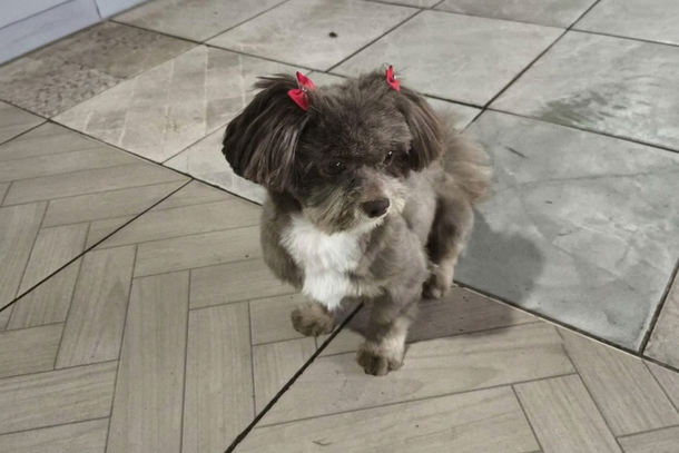 A pet &eacute; uma Shih Tzu de pequeno porte, com pelagem marrom, e desapareceu usando uma roupinha florida
