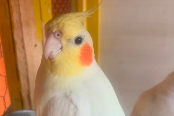 O p&aacute;ssaro, chamado Pel&uacute;cia, &eacute; manso e costuma interagir com a fam&iacute;lia