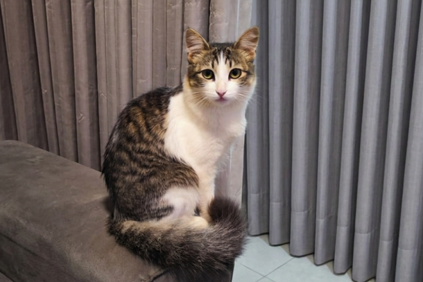 Qualquer informa&ccedil;&atilde;o pode ajudar a fam&iacute;lia a encontrar a gatinha e lev&aacute;-la de volta para casa em seguran&ccedil;a