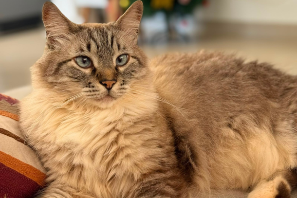 A fam&iacute;lia oferece R$ 200 de recompensa para quem ajudar a localizar o gatinho